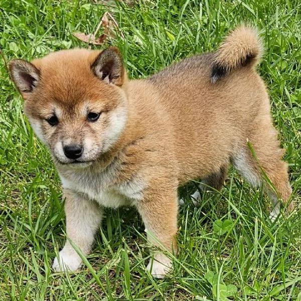 Shiba Inu taglia PICCOLO femmina e maschio