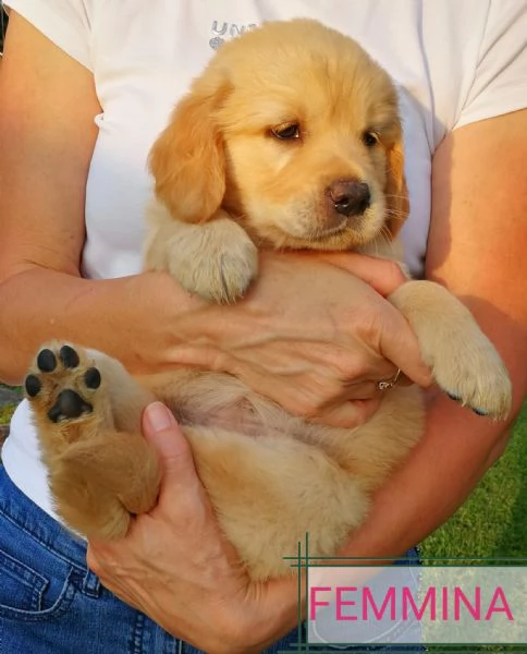 Cuccioli di Golden Retriever con pedigree 