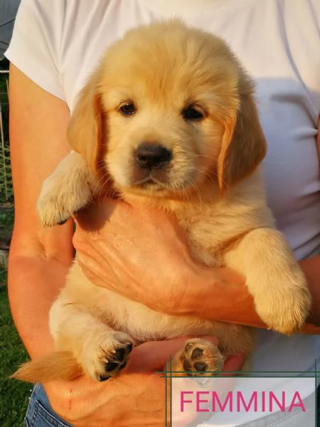 Cuccioli di Golden Retriever con pedigree  | Foto 1