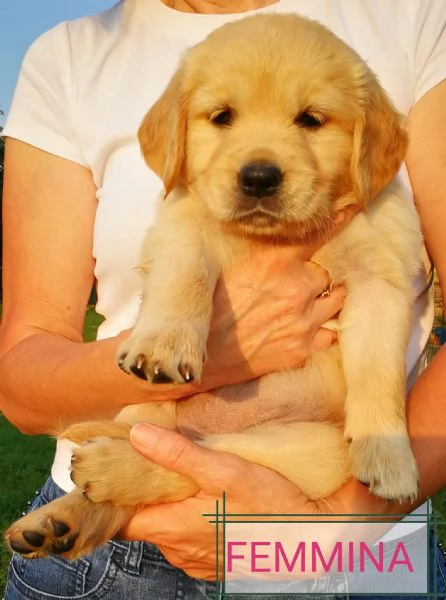 Cuccioli di Golden Retriever con pedigree  | Foto 0