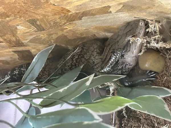Tiliqua Gigas Gigas  Scinco lingua blu | Foto 0