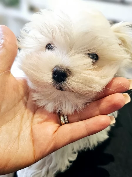 Disponibili Maltese di razza pura | Foto 4