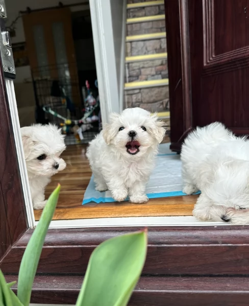Disponibili Maltese di razza pura | Foto 0