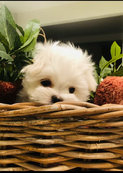 Disponibili Maltese di razza pura | Foto 5