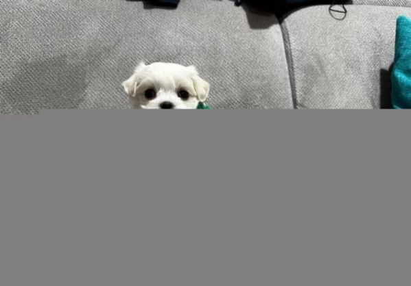Disponibili Maltese di razza pura | Foto 6