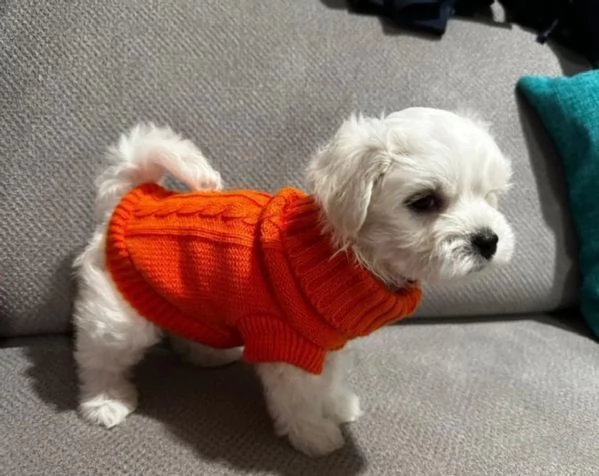 Disponibili Maltese di razza pura | Foto 5
