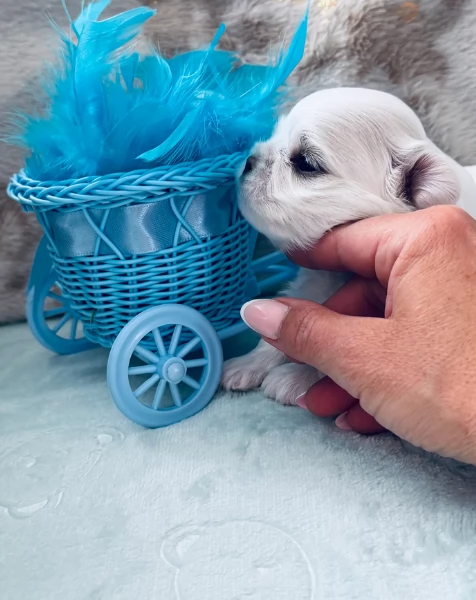  Regalo cuccioli Volpini Maltese disposizione | Foto 5
