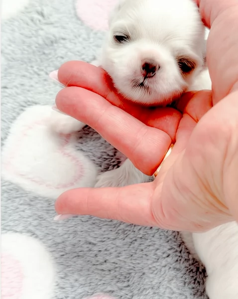  Regalo cuccioli Volpini Maltese disposizione | Foto 4
