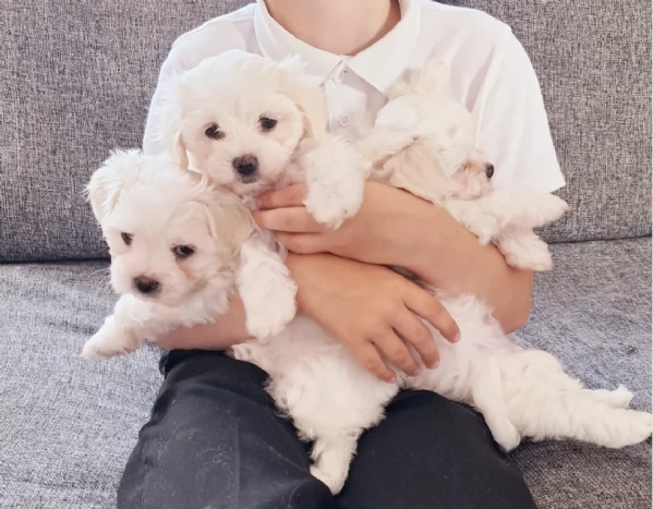  Regalo cuccioli Volpini Maltese disposizione