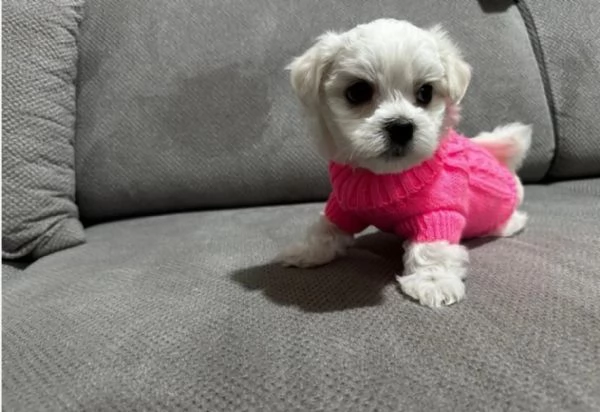  Regalo cuccioli Volpini Maltese disposizione