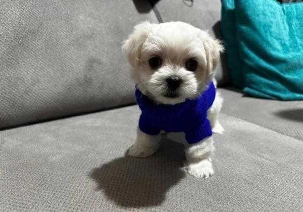  Regalo cuccioli Volpini Maltese disposizione | Foto 2