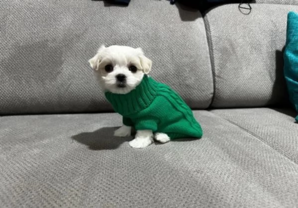  Regalo cuccioli Volpini Maltese disposizione | Foto 0