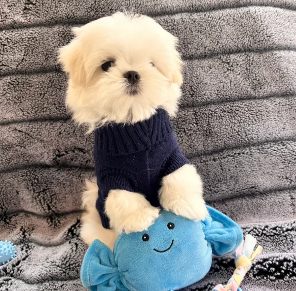  Regalo cuccioli Volpini Maltese disposizione | Foto 3