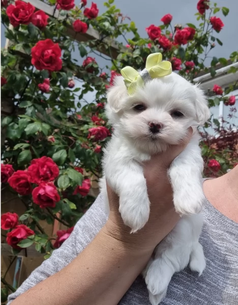  Regalo cuccioli Volpini Maltese disposizione | Foto 4