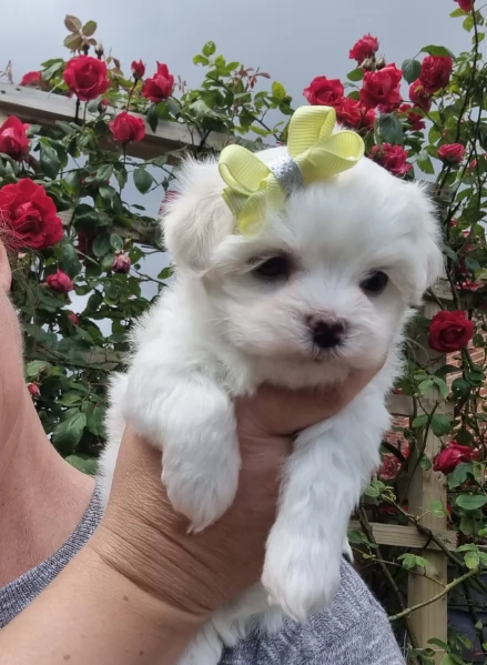  Regalo cuccioli Volpini Maltese disposizione | Foto 0