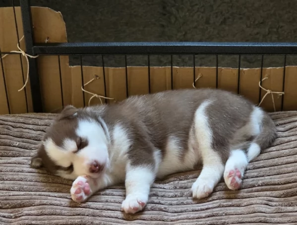 meraviglioso cucciolo di siberian Husky per adozione | Foto 1