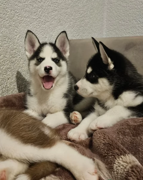 meraviglioso cucciolo di siberian Husky per adozione | Foto 0