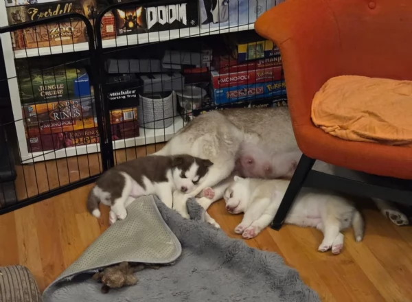 meraviglioso cucciolo di siberian Husky per adozione | Foto 4