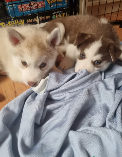 meraviglioso cucciolo di siberian Husky per adozione | Foto 3