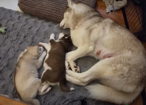 meraviglioso cucciolo di siberian Husky per adozione | Foto 2