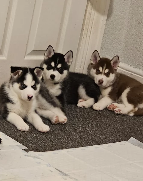 meraviglioso cucciolo di siberian Husky per adozione