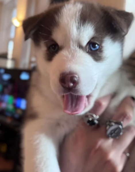meraviglioso cucciolo di siberian Husky per adozione | Foto 4
