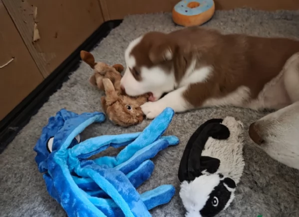 meraviglioso cucciolo di siberian Husky per adozione | Foto 3