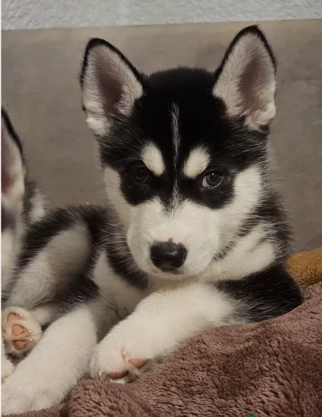 meraviglioso cucciolo di siberian Husky per adozione | Foto 0