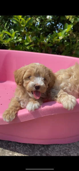 maltipoo | Foto 3