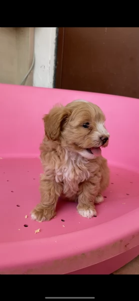 maltipoo | Foto 2