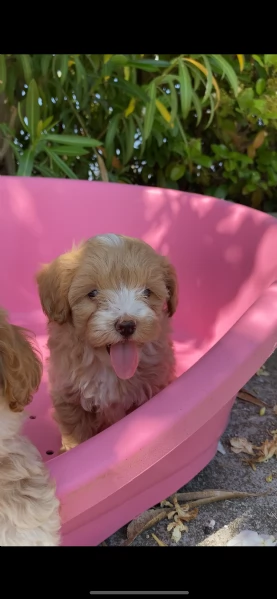maltipoo | Foto 1
