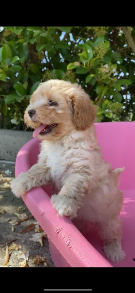 maltipoo