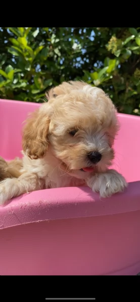 maltipoo | Foto 0