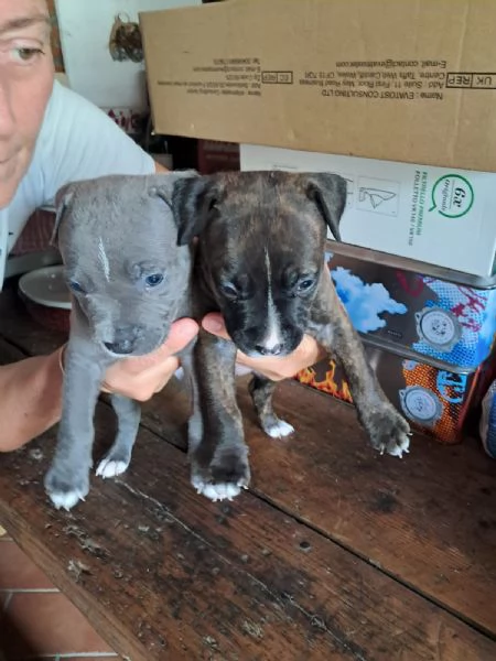 amstaff