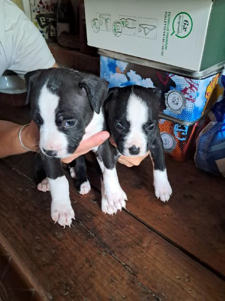 amstaff | Foto 1
