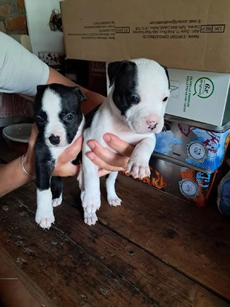 amstaff | Foto 0