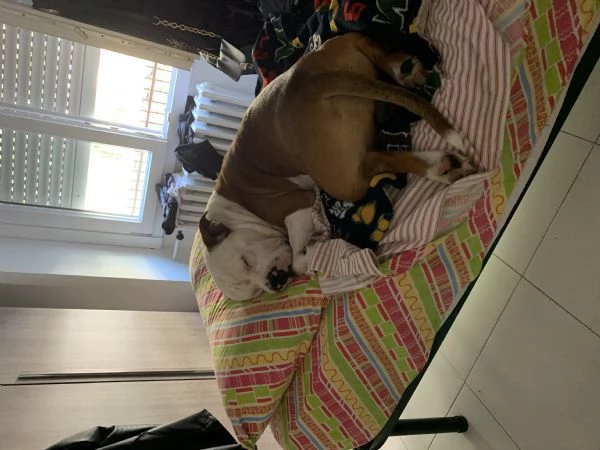 Regalo cane