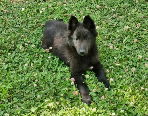 Cuccioli Pastore belga 