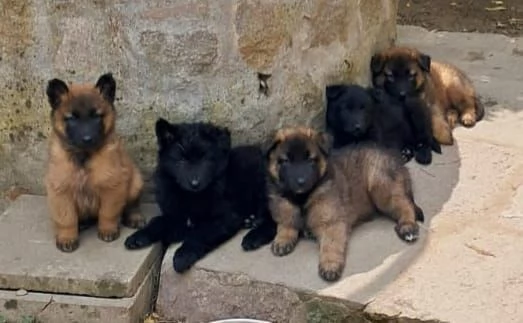 Cuccioli Pastore belga  | Foto 0