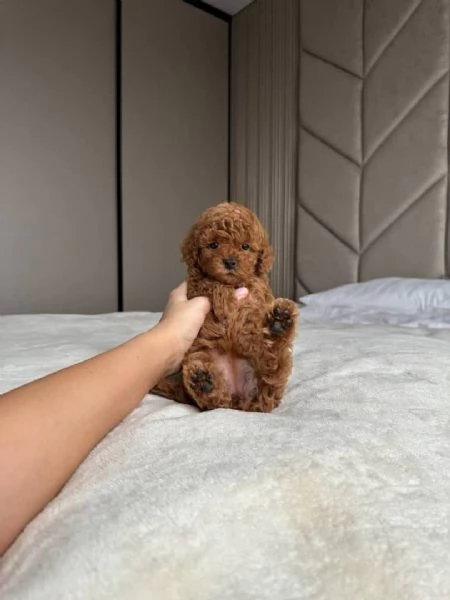 REGALO Barboncino  | Foto 0