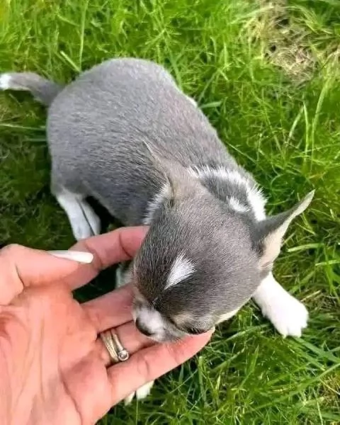 REGALO Chihuahua  | Foto 0