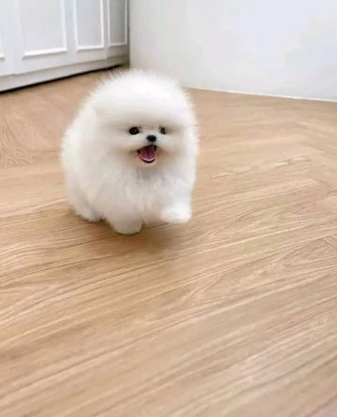 REGALO Volpino Pomeranian 
