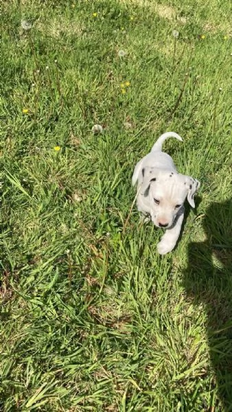 REGALO DALMATA
