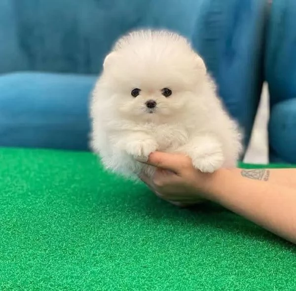REGALO Volpino Pomeranian  | Foto 0