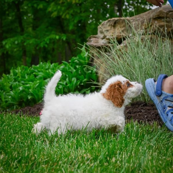 REGALO Cavalier King 