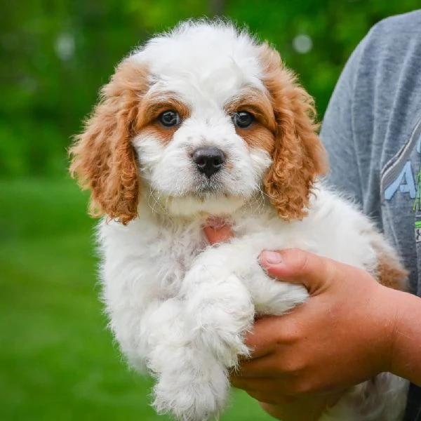 REGALO Cavalier King  | Foto 0