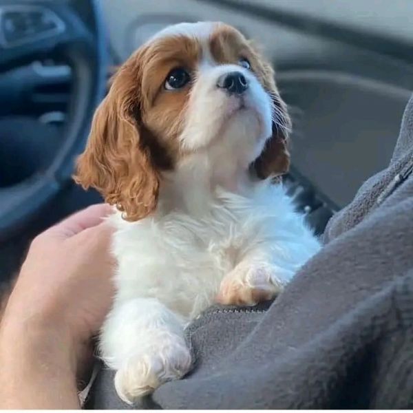 REGALO Cavalier King  | Foto 0