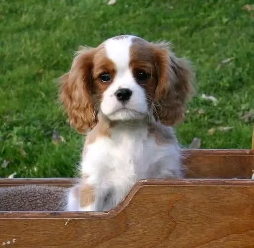 Regalo Cavalier King | Foto 0