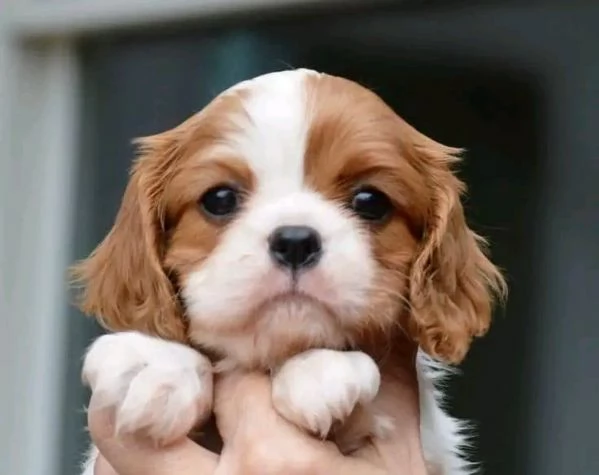 Regalo Cavalier King