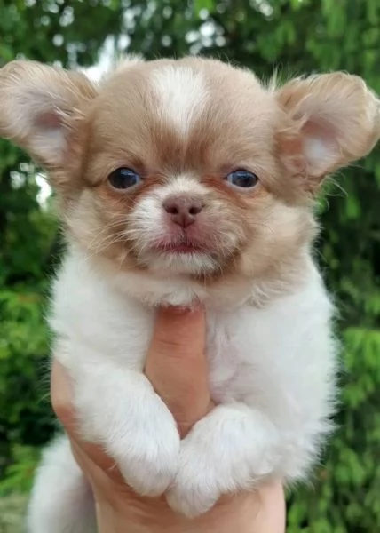 REGALO Chihuahua 